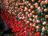 Amsterdam, North Holland, Netherlands