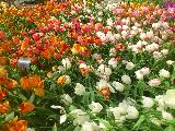 荷兰赏花-莱比锡、哥廷根3日线 