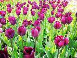 郁金香周末赏花游B线路
