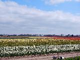 Hollander, Limburg, Netherlands