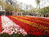 Keukenhof