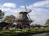 荷兰赏花一日游