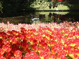 荷兰郁金香花园
