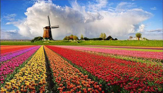 荷兰郁金香赏花两日游（杜塞尔多夫/多特蒙德/明斯特 ）-德国+荷兰深度体验