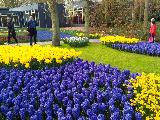 郁金香花园