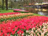 郁金香公园