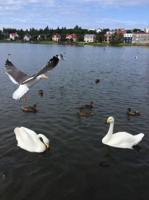 冰与火之歌，冰岛六日五晚深度游