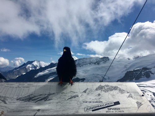 湖光山色瑞士四天精选