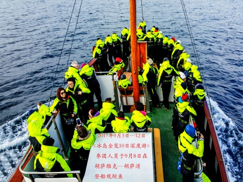 胡萨维克观鲸鱼