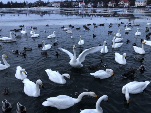 冰与火之歌，冰岛六日五晚深度游