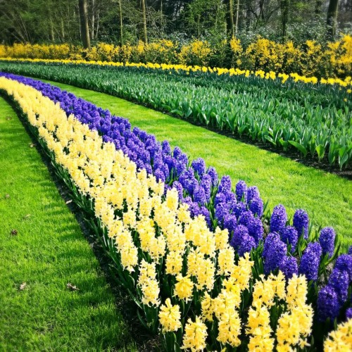 荷兰赏花之旅-南线