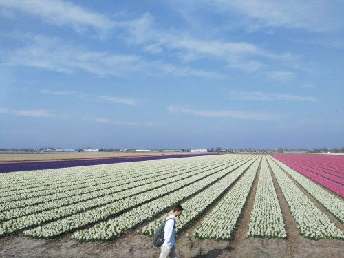 荷兰赏花之旅-南线