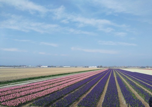 荷兰赏花之旅-南线