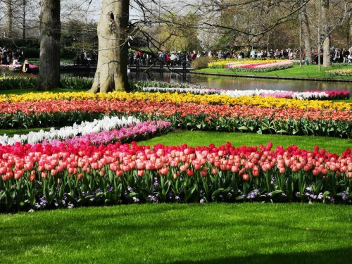 荷兰赏花之旅-南线