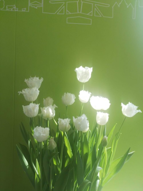 荷兰赏花之旅-南线