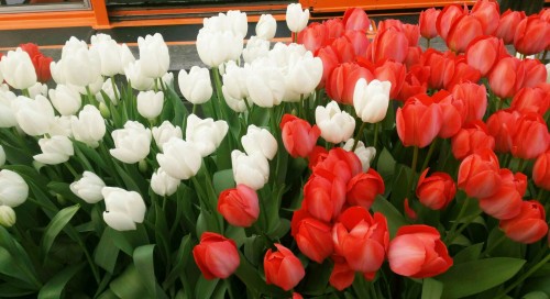 荷兰赏花之旅-南线