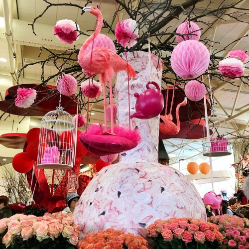 荷兰赏花之旅-南线