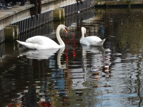 荷兰赏花之旅-南线