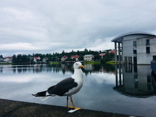 间歇泉、冰湖、维克小镇、黄金瀑布、森林瀑布、托宁湖