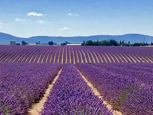 Last Minute - 普罗旺斯薰衣草六日之旅