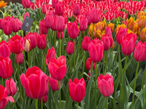 【季节盛宴】荷兰郁金香赏花3日游（法兰克福/科隆往返）