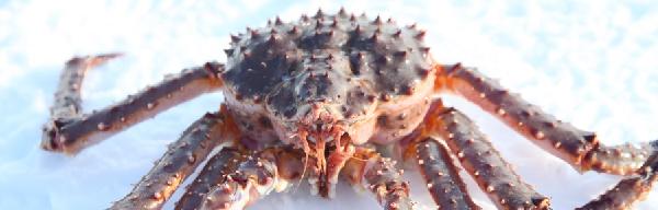 芬兰挪威帝王蟹捕捞一日游（萨利色尔卡-伊瓦洛-伊纳里-希尔克内斯往返）