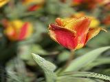 库肯霍夫郁金香花园