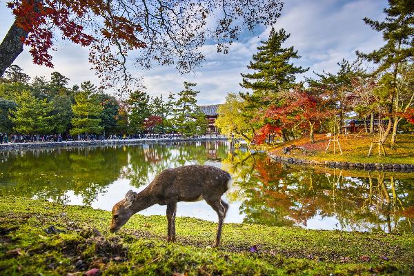 日本京都奈良萌鹿巴士团一日游(中日双语导游|可升级9人小团~大阪往返)