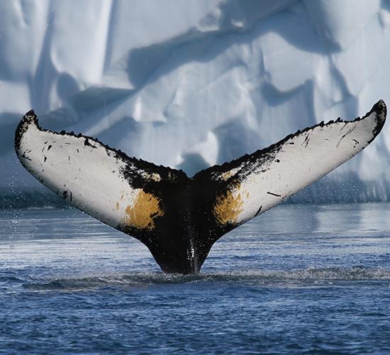 丹麦格陵兰岛夏日观鲸体验一日游(伊卢利萨特出发·提供咖啡和茶·英文团)