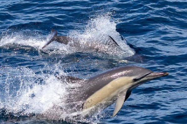 澳大利亚史蒂芬港赏豚滑沙一日游(悉尼往返)