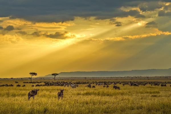 【私家团】肯尼亚+坦桑尼亚8天五星纯玩团(英文向导)