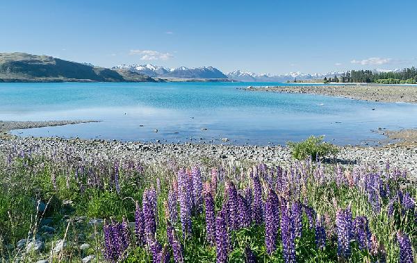 【奔驰15人团】新西兰南岛中东线8天优品小团（基督城往返）