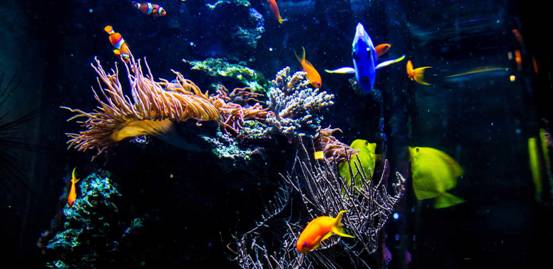 Aqua Dome及Sea Life柏林水族馆门票