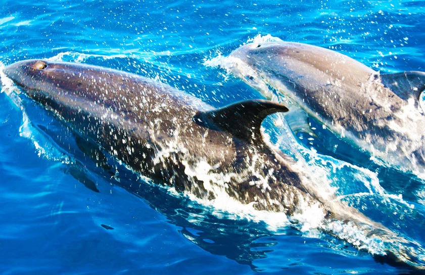 2.5小时的鲸鱼和海豚出海游