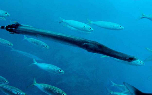 特内里费岛水底探险