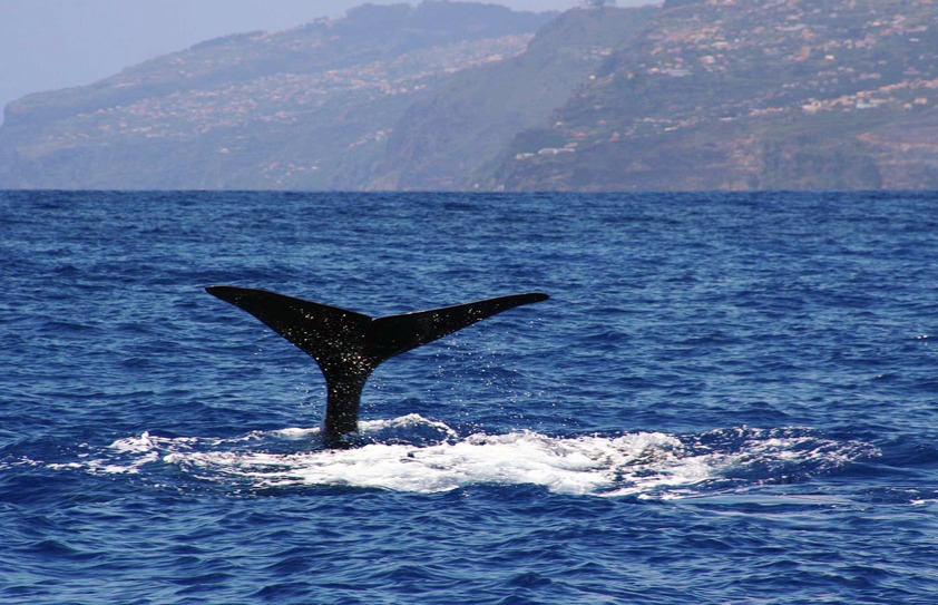 2.5小时的鲸鱼和海豚出海游