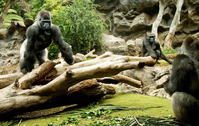 特内里费岛Loro水族博物馆