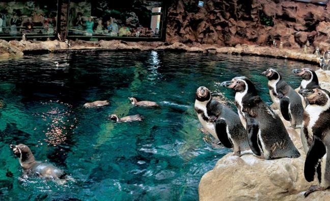 特内里费岛Loro水族博物馆