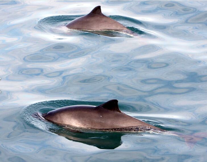 【观赏鲸鱼】冰岛雷克雅未克观鲸之旅