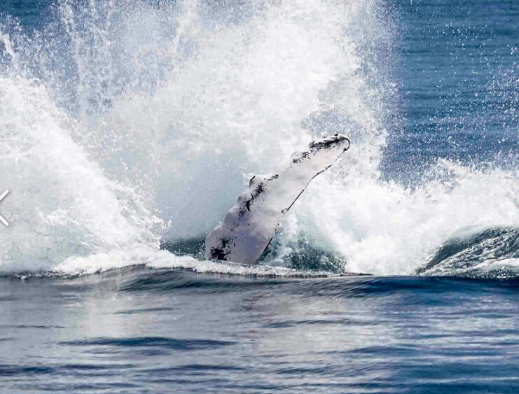 【观赏鲸鱼】冰岛雷克雅未克观鲸之旅