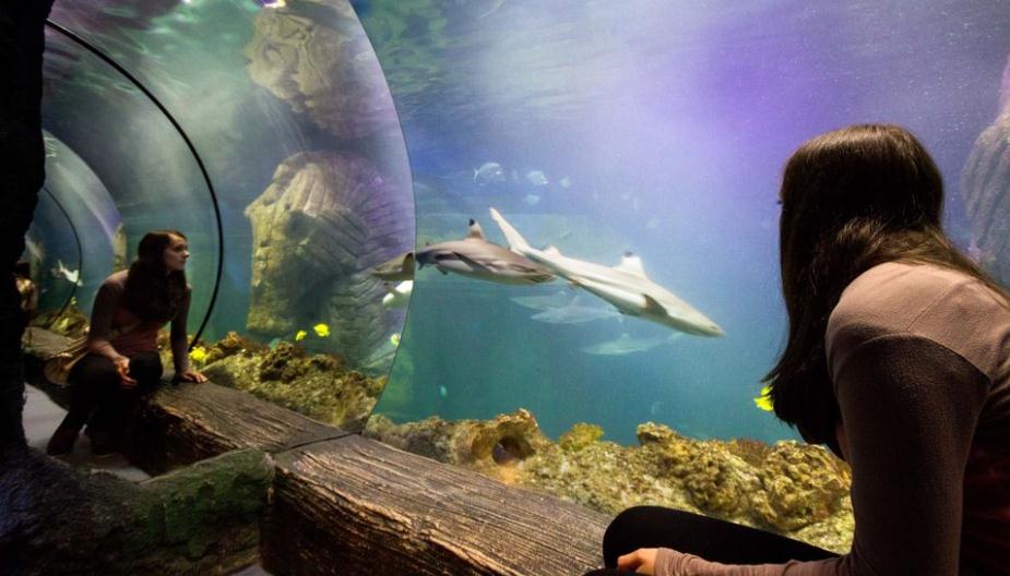 慕尼黑海洋生命水族馆门票（免排队）