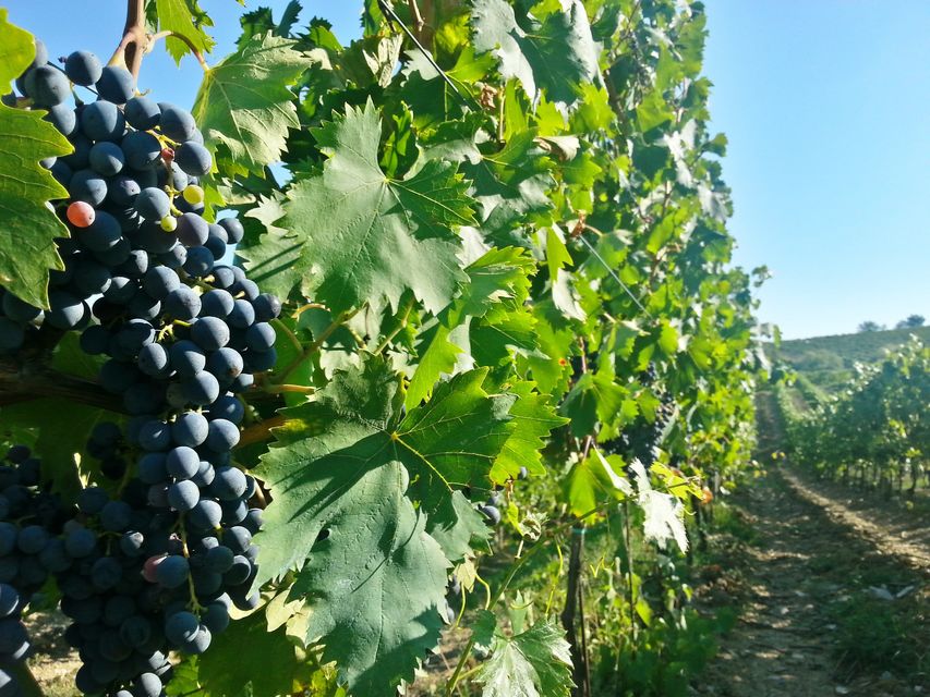 基安蒂葡萄园品酒半日游