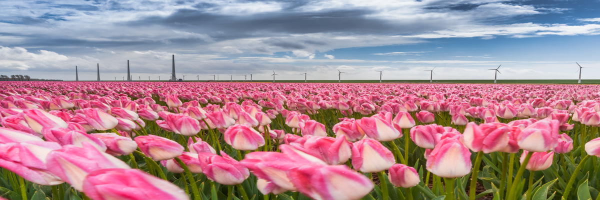 春天的荷兰风景图片-荷兰春天美景图片欣赏-【荷兰摄影攻略】