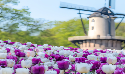 荷兰格罗宁根旅游大家都会选择去这几个景点逛逛-【荷兰自由行攻略】