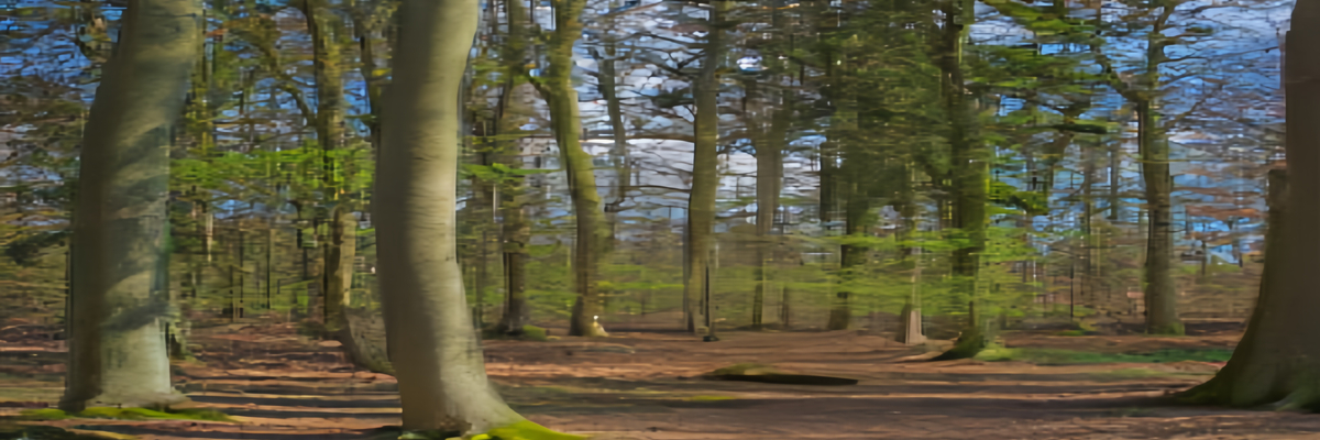 布鲁塞尔南部Sonian森林景观图片欣赏-【比利时摄影攻略】