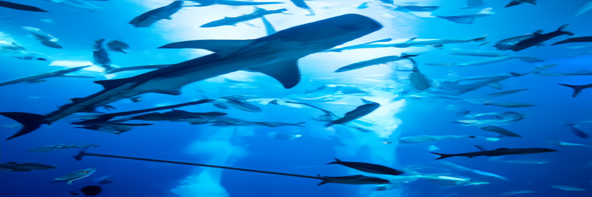 皮兰海底活动博物馆景点介绍_图片_地址_游玩指南