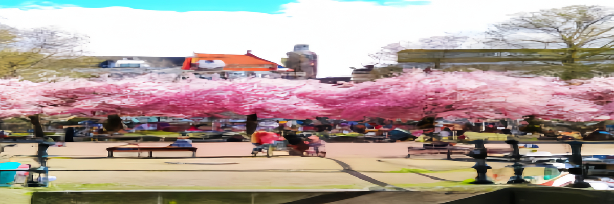 2018春天一起去阿姆斯特丹赏樱花吧-【荷兰自由行攻略】