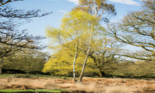 伦敦里士满公园景观图片欣赏-【英国摄影攻略】