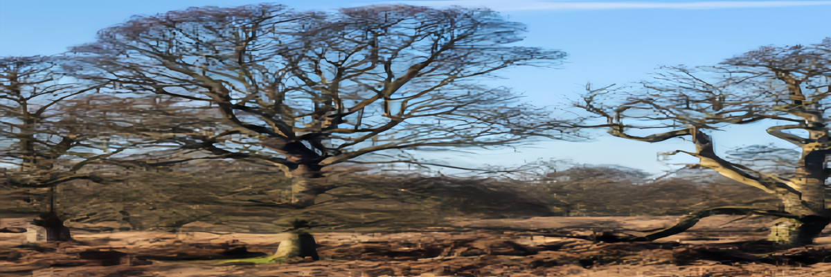 伦敦里士满公园景观图片欣赏-【英国摄影攻略】